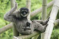 Gibbon srebrzysty