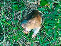 Goffer równinny