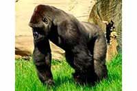 Goryl