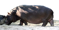 Hipopotam nilowy