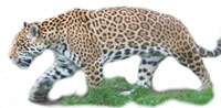 ikona