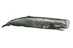 Kaszalotowate