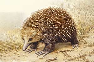 Kolczatka australijska