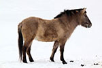 Koniowate