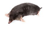 Kretowate