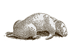 Kretoworokształtne