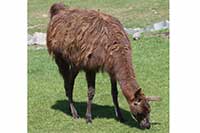 ikona