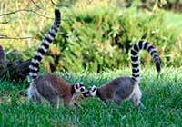 Lemur katta