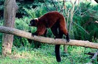Lemur wari rudy