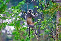 Lutung czapeczkowy