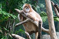 Lutung jawajski