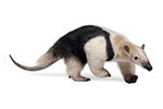 Mrówkojadowate