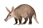 Mrównikowate