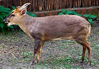 ikona