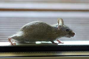 Mysz domowa