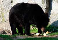 ikona