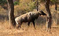 Nilgau