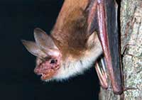 ikona