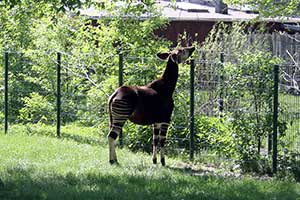 Okapi leśne