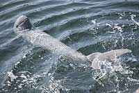 Oreczka krótkogłowa, delfin krótkogłowy
