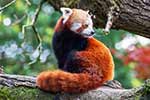 Pandkowate