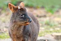 Pudu południowy