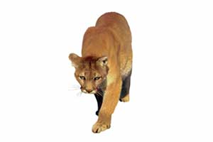 Puma płowa