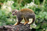 ikona