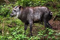 ikona