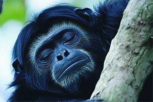 Siamang wielki