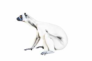 Sifaka diademowa