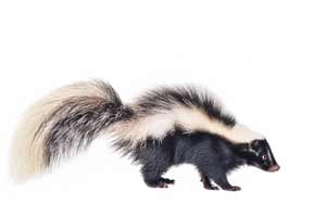 Skunks zwyczajny, śmierdziel