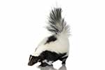 Skunksowate