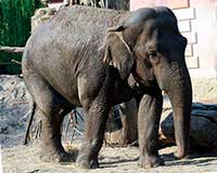 Słoń indyjski, słoń azjatycki