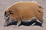 Świniowate