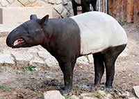 Tapir czaprakowy
