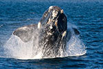Wieloryby gładkoskóre, wale