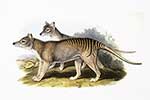 Wilkoworowate
