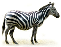 Zebra stepowa