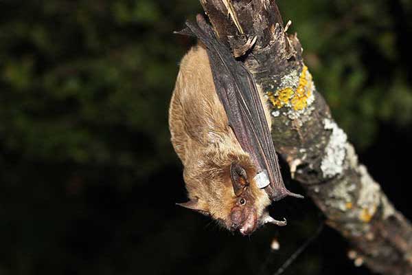 Mroczek późny (Eptesicus serotinus)