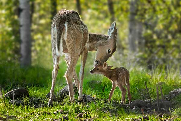 Mulak białoogonowy (Odocoileus virginianus)