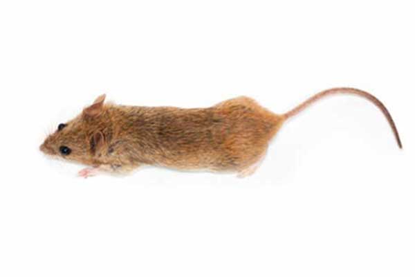 Mysz domowa (Mus musculus)