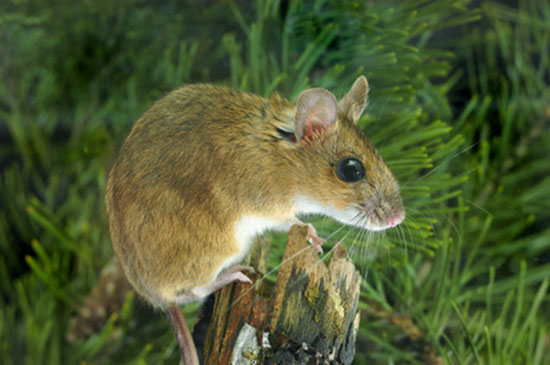 Myszarka leśna (Apodemus flavicollis)