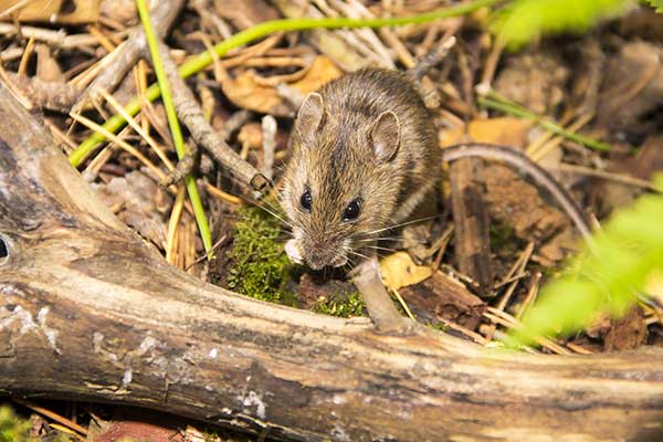 Myszarka zielna (Apodemus uralensis)