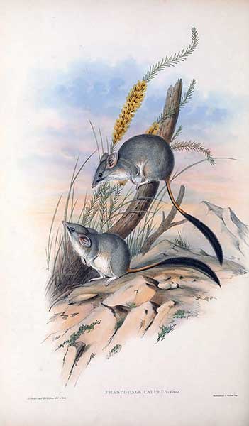 Myszowór czerwonoogonowy (Phascogale calura)