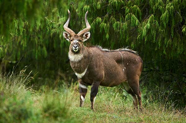 Niala górska (Tragelaphus buxtoni)