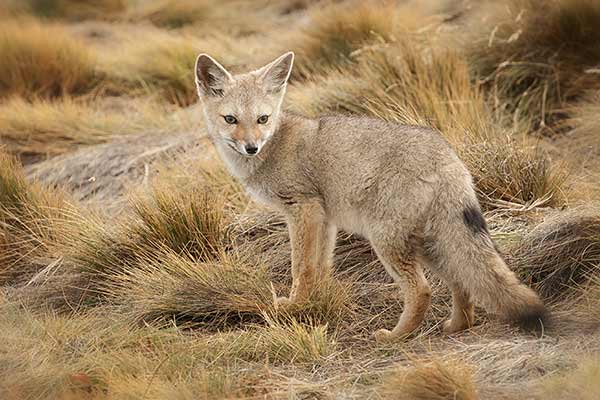 Nibylis argentyński (Lycalopex griseus)