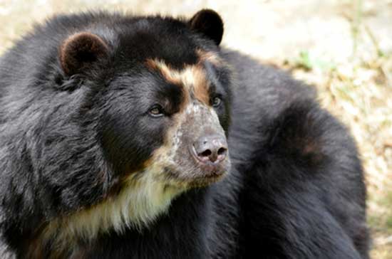 Niedźwiedź andyjski, niedźwiedź peruwiański (Tremarctos ornatus)