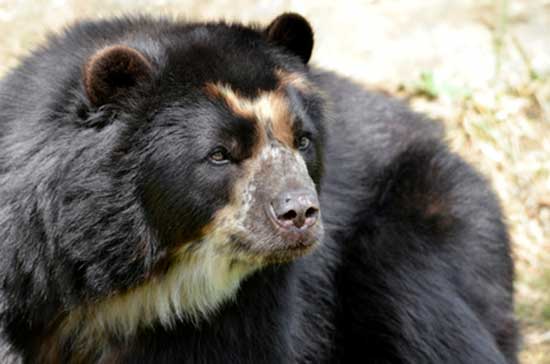 Andoniedźwiedź okularowy (Tremarctos ornatus)