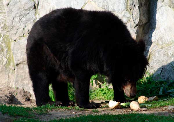 Niedźwiedź himalajski (Ursus thibetanus)